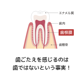 歯ごたえを感じるのは歯ではないという事実！