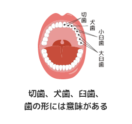 切歯、犬歯、臼歯、歯の形には意味がある