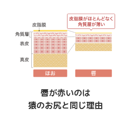 唇が赤いのは猿のお尻と同じ理由